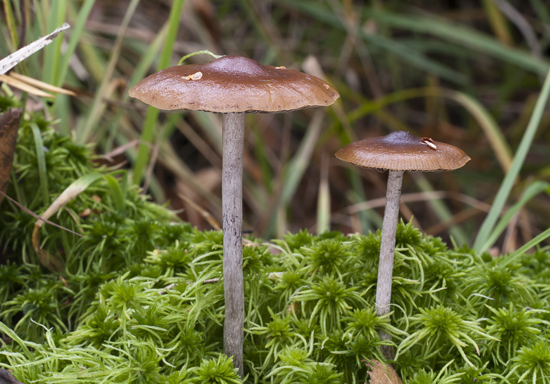 Psilocybe atrobrunnea